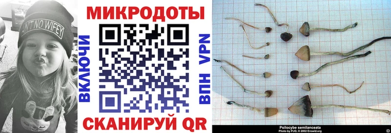 Галлюциногенные грибы Cubensis  Купить где  Хадыженск 
