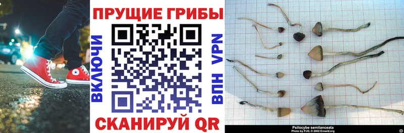 Галлюциногенные грибы Magic Shrooms Хадыженск